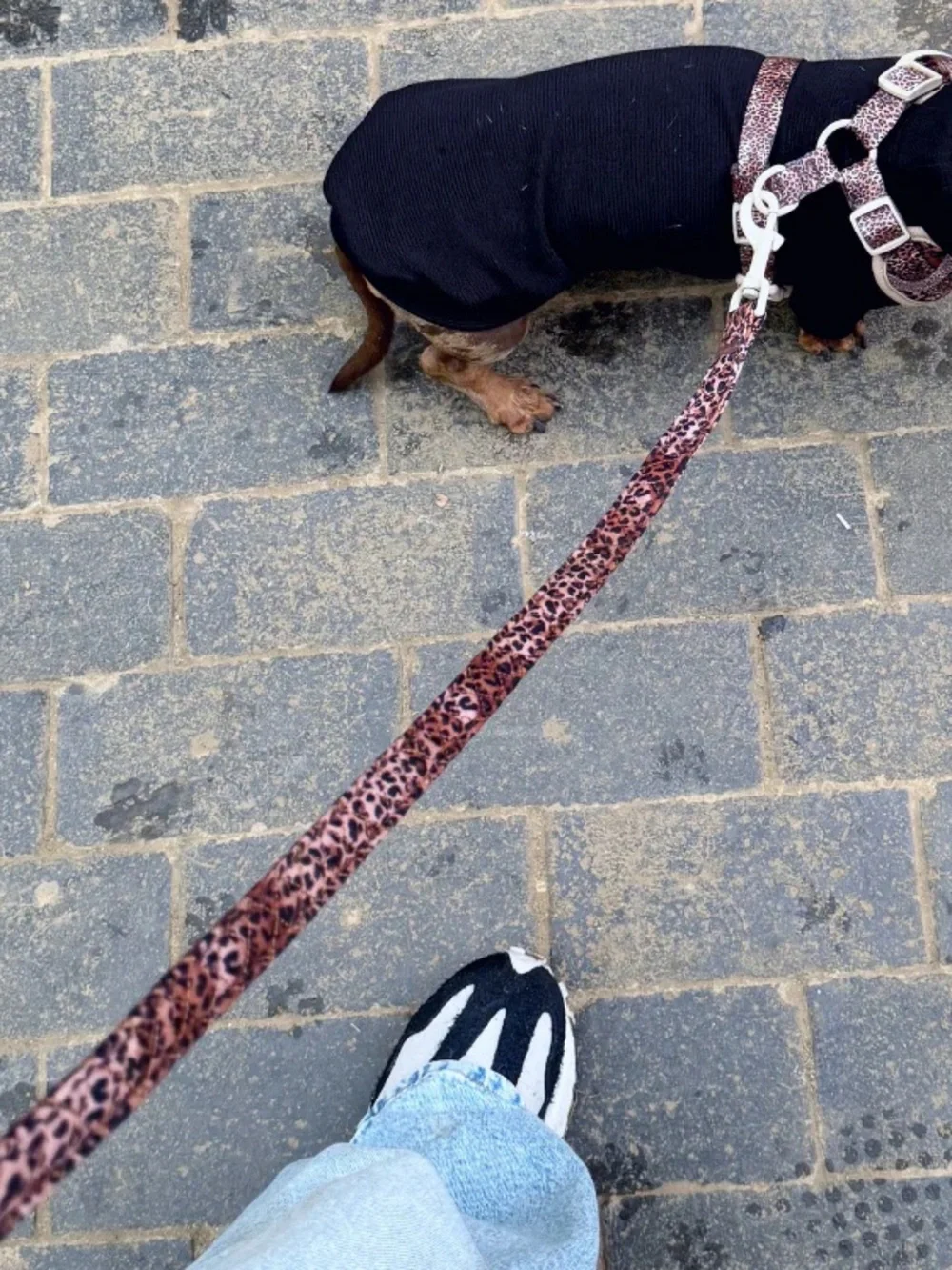 Leopard Print Dog Leash